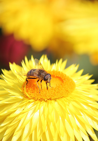 Bee on a Daisy